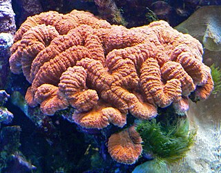 <i>Lobophyllia hemprichii</i> Species of coral