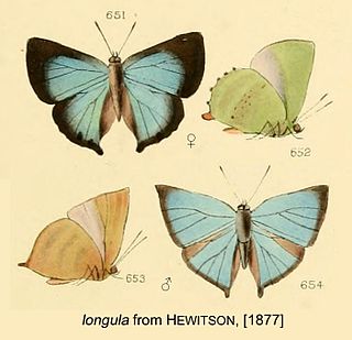 <i>Cyanophrys longula</i> Species of butterfly