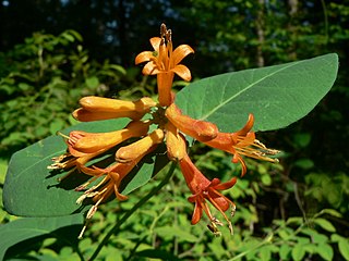 <i>Lonicera ciliosa</i> species of plant