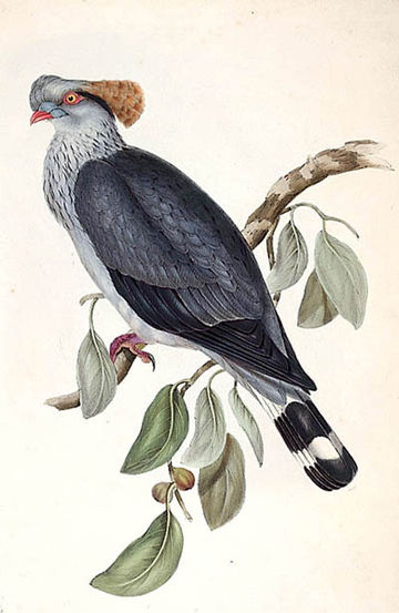 File:Lopholaimus antarcticus lithograph.jpg