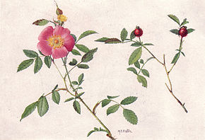 Beschrijving van de afbeelding Low or Pasture Rose (NGM XXXI p506) .jpg.