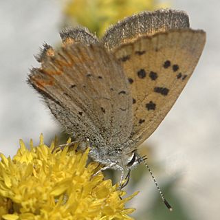 <i>Lycaena helloides</i> Species of butterfly