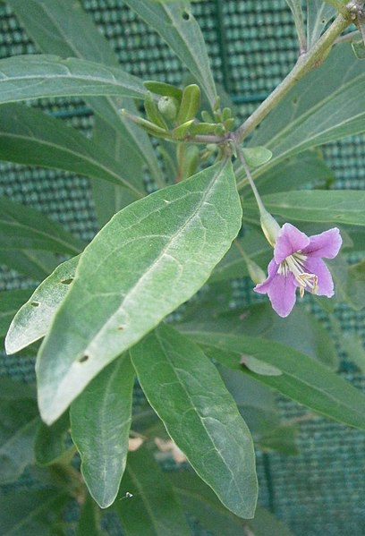 File:Lycium barbarum RHu flower.JPG