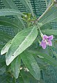 Lycium barbarum flower