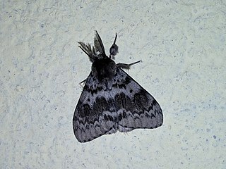 <i>Lymantria incerta</i> Species of moth