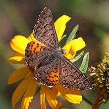 METALMARK, ARES (Emesis ares) (9. 4. 2011) horní humbolt cyn, scc, az -02 (6114710806) .jpg