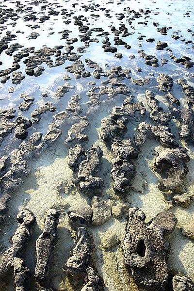 File:MK-08232 Hamelin Pool Stromatolites.jpg