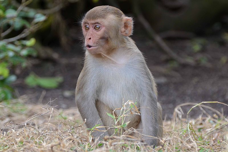 File:Macaca mulatta juvenile, Puerto Rico.jpg