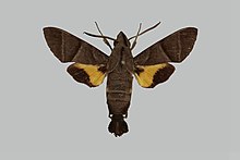 Macroglossum clemensi RB114 männlich up.jpg