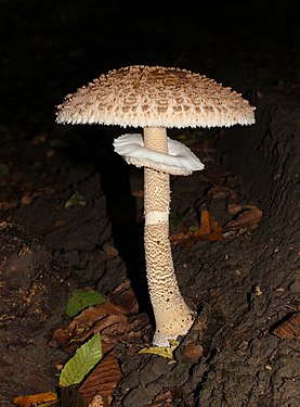 Parasol mushroom