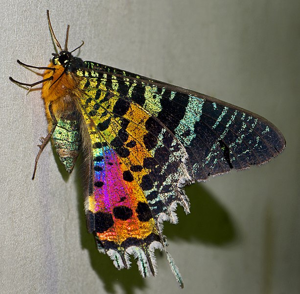 File:Madagascan sunset moth (Chrysiridia rhipheus), Vohimana reserve, Madagascar (cropped).jpg