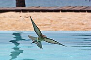 In flight over a swimming pool at Anjajavy