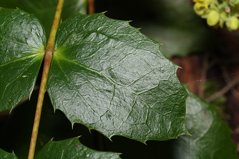 File:Mahonia nervosa 5052.JPG