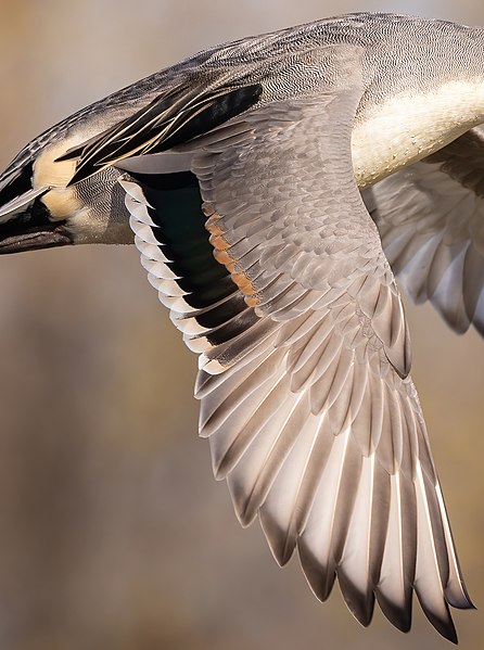 File:Male northern pintail (Anas acuta) in flight at Llano Seco-0708 speculum feathers.jpg