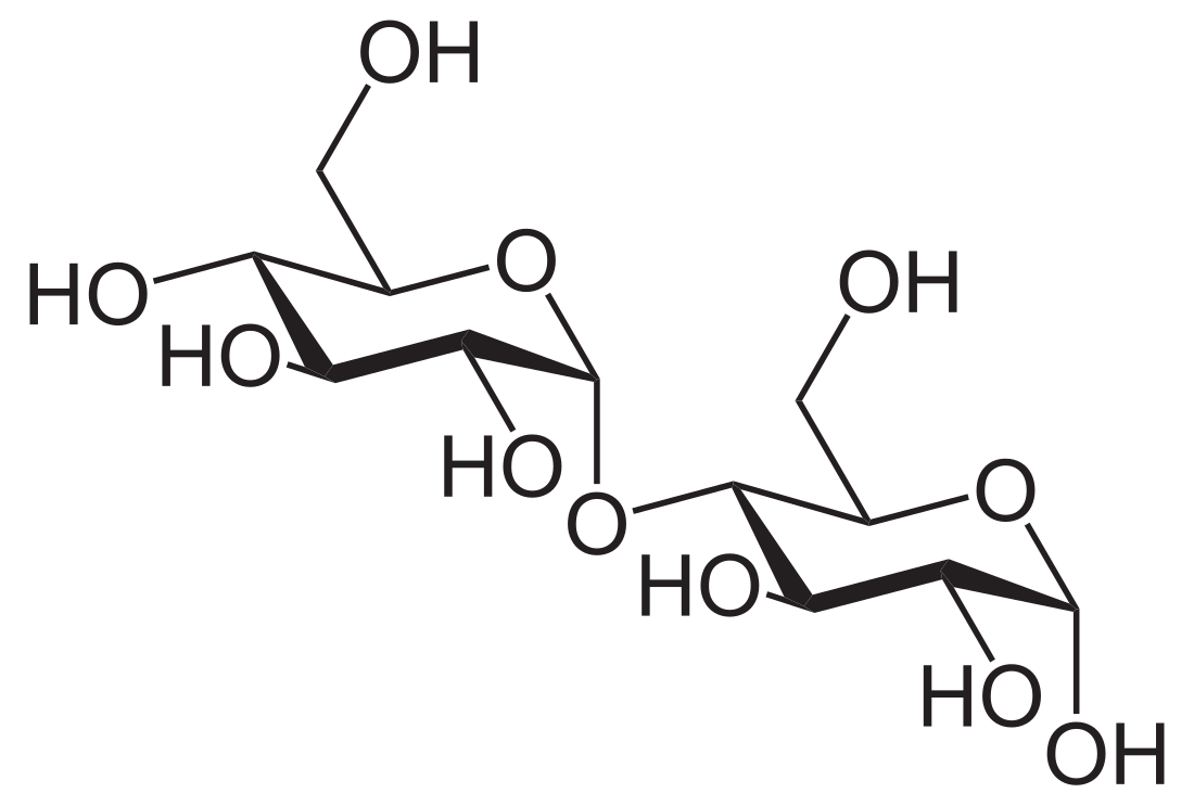 Maltose