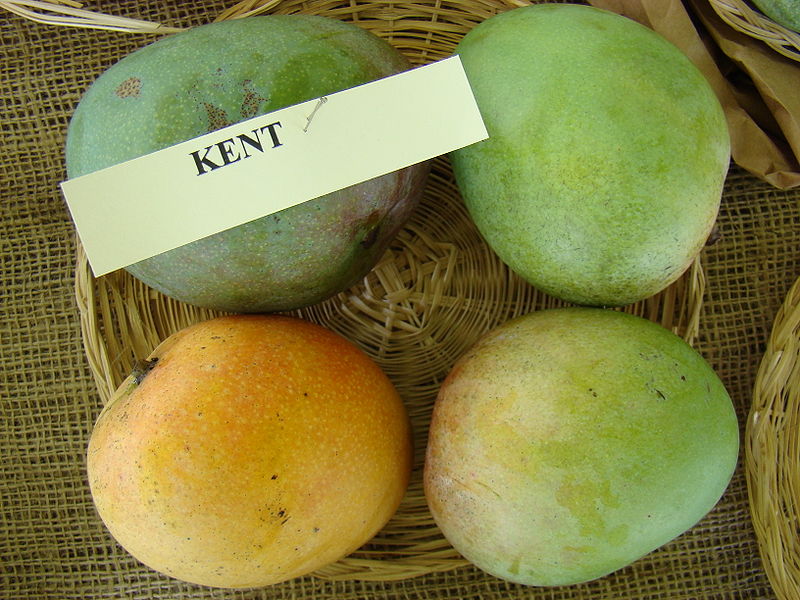 Kent mango fruit
