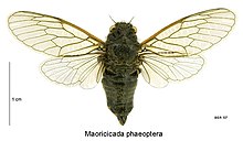 Maoricicada phaeoptera male.jpg