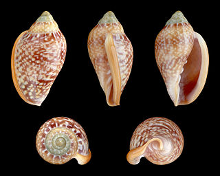 <i>Marginella glabella</i> species of mollusc