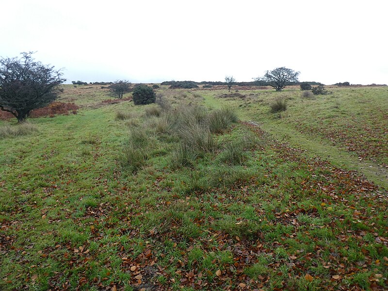 File:Marsh-loving plants on moorland at The Allotment - geograph.org.uk - 5968168.jpg