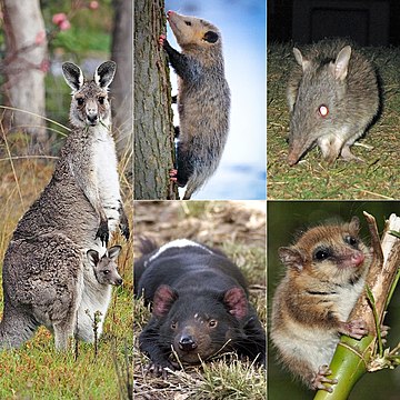 File:Marsupialia.jpg