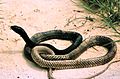 Masticophis flagellum at Weeks Bay National Estuarine Research Reserve.jpg