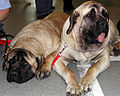 Mastiff