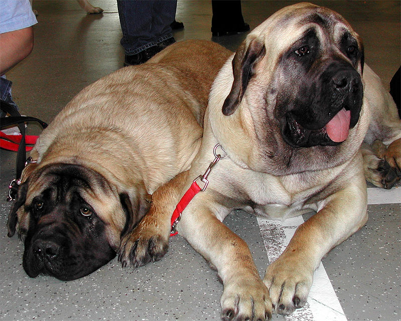 Engelsk mastiff