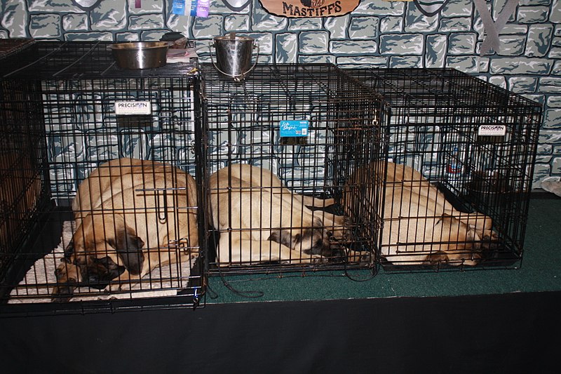 File:Mastiffs (4320421197).jpg