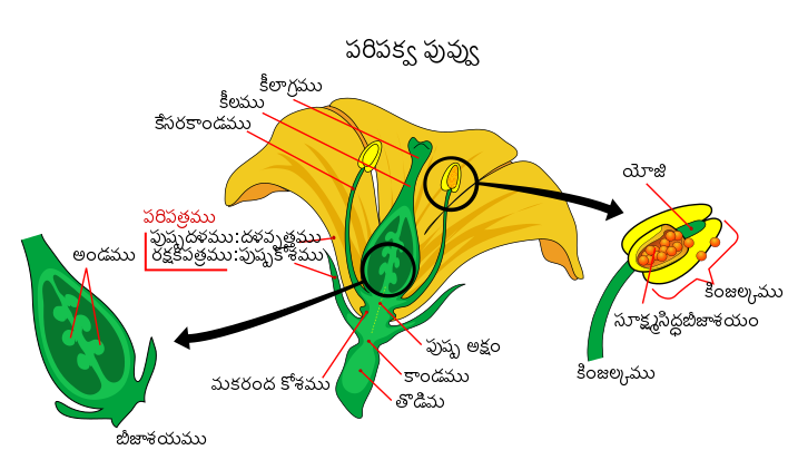 File:Mature flower diagram-te.svg