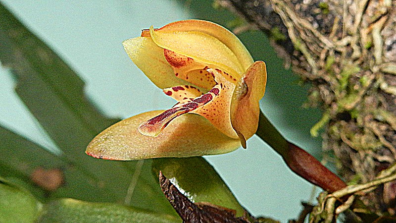 File:Maxillaria rufescens Lindl. (42974605184).jpg