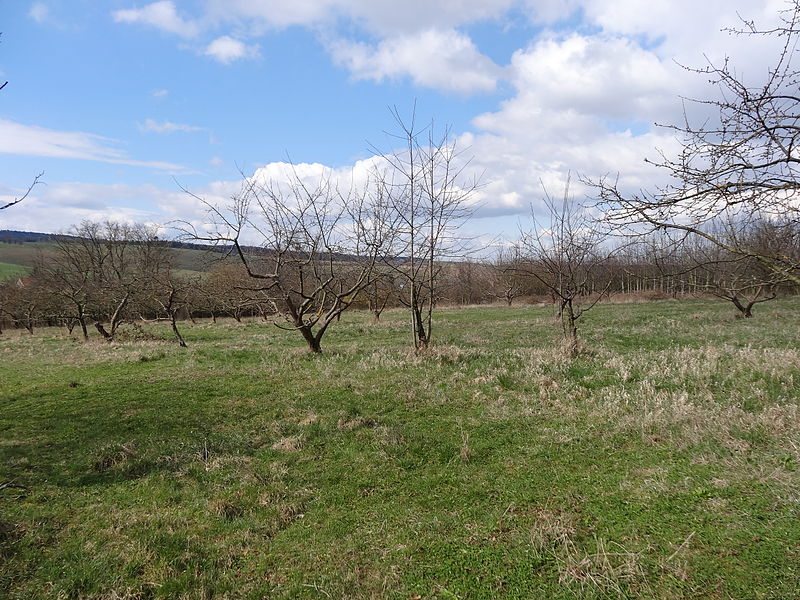 File:Meadow orchard Hauteroda.JPG