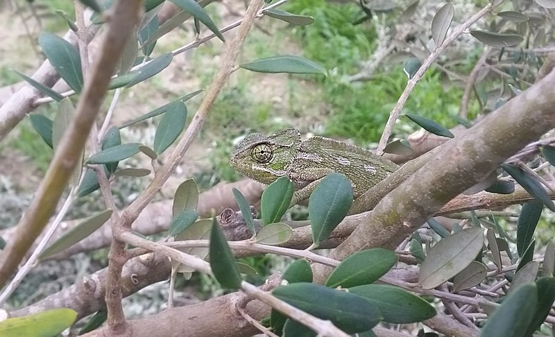 File:Mediterranean Chameleon in Maltese Olive Tree.jpg