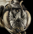 Megachile addenda, F, Face, NJ, Monmouth County 2014-04-25-13.39.38 ZS PMax (14081313132).jpg