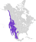 Megascops kennicottii map.svg