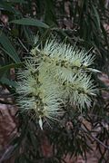 Melaleuca fluviatilis