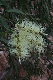 Melaleuca fluviatilis.jpg