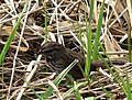 Song Sparrow (Melospiza melodia)