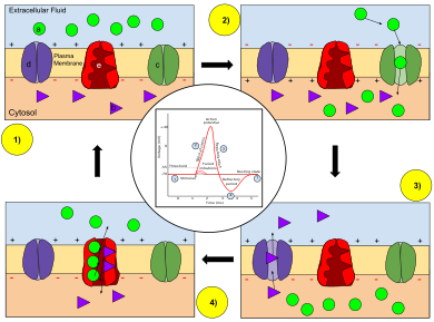 Ion movement during an action potential.
Key: a) Sodium (Na ) ion. b) Potassium (K ) ion. c) Sodium channel. d) Potassium channel. e) Sodium-potassium pump.
In the stages of an action potential, the permeability of the membrane of the neuron changes. At the resting state (1), sodium and potassium ions have limited ability to pass through the membrane, and the neuron has a net negative charge inside. Once the action potential is triggered, the depolarization (2) of the neuron activates sodium channels, allowing sodium ions to pass through the cell membrane into the cell, resulting in a net positive charge in the neuron relative to the extracellular fluid. After the action potential peak is reached, the neuron begins repolarization (3), where the sodium channels close and potassium channels open, allowing potassium ions to cross the membrane into the extracellular fluid, returning the membrane potential to a negative value. Finally, there is a refractory period (4), during which the voltage-dependent ion channels are inactivated while the Na and K ions return to their resting state distributions across the membrane (1), and the neuron is ready to repeat the process for the next action potential. Membrane Permeability of a Neuron During an Action Potential.svg
