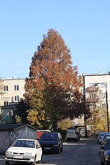 Metasequoia glyptostroboides Adampolska.JPG