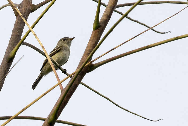 File:Migrant least flycatcher (29730862462).jpg