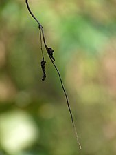 Bitter Vine / Climbing Hemp Vine / American Rope (Mikania micrantha)