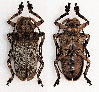 <i>Moechotypa marmorea</i> species of beetle