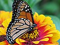Monarchfalter Danaus plexippus auf Zinienblüte.jpg