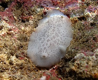 <i>Discodoris coerulescens</i> Species of gastropod