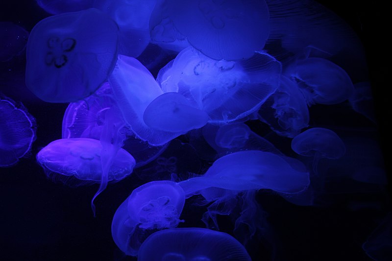 File:Moon Jellyfish (7542052806).jpg