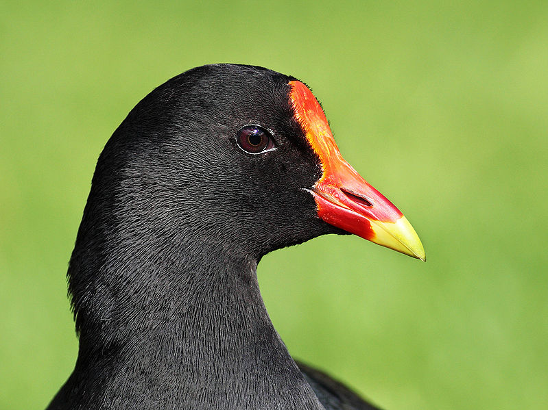 File:Moorhen-beak443.jpg