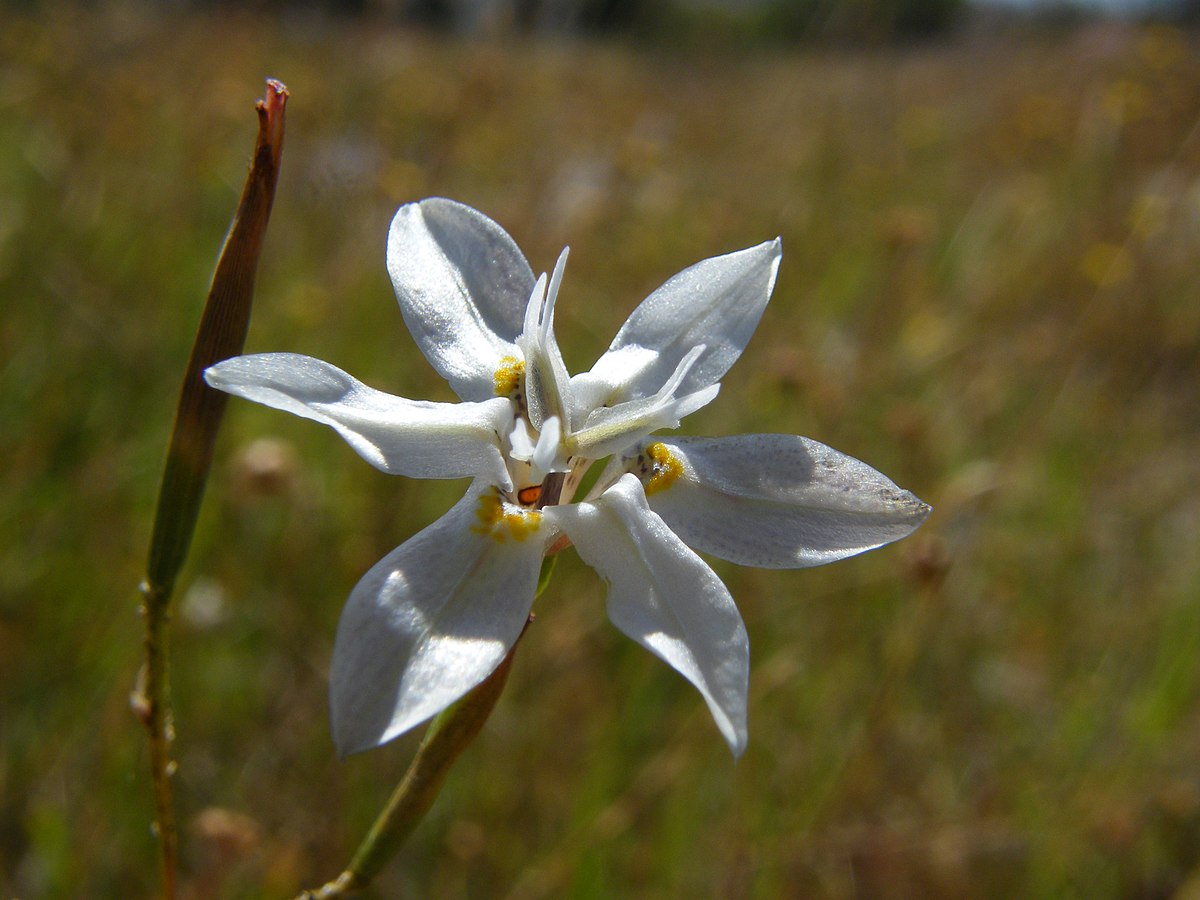 Moraea iridioides Flower Seeds