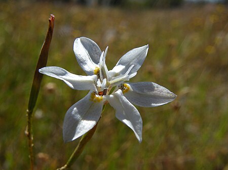 Moraea viscaria (5).JPG