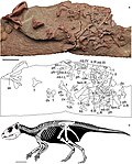 The holotype in situ along with a digital reconstruction Mosaiceratops.jpg