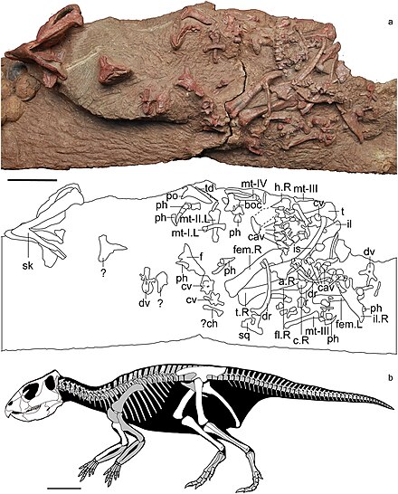 Mosaiceratops